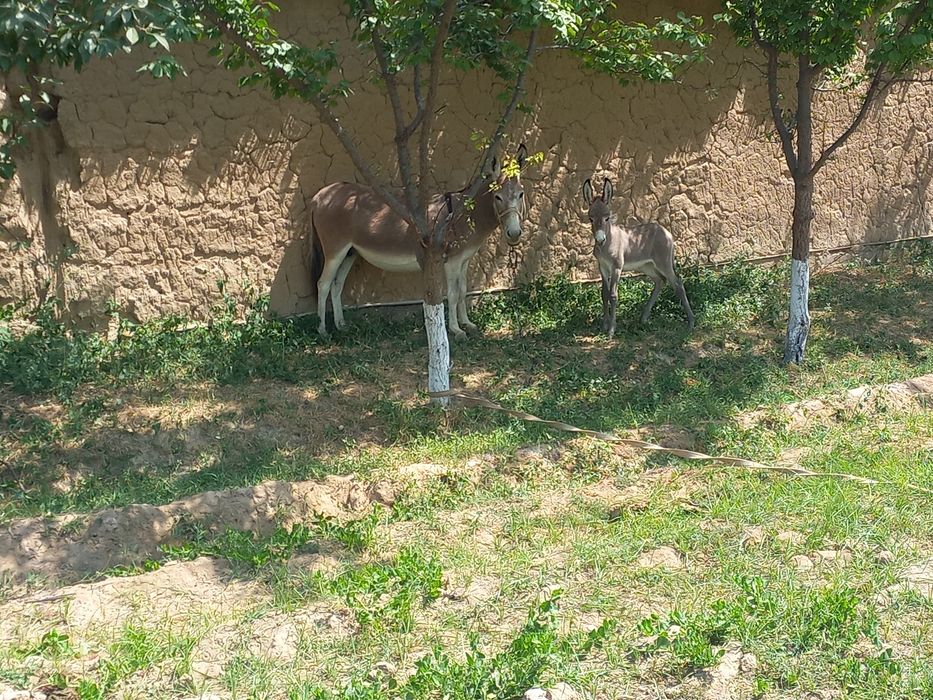 Jayden Jaymes moyli porno filmida