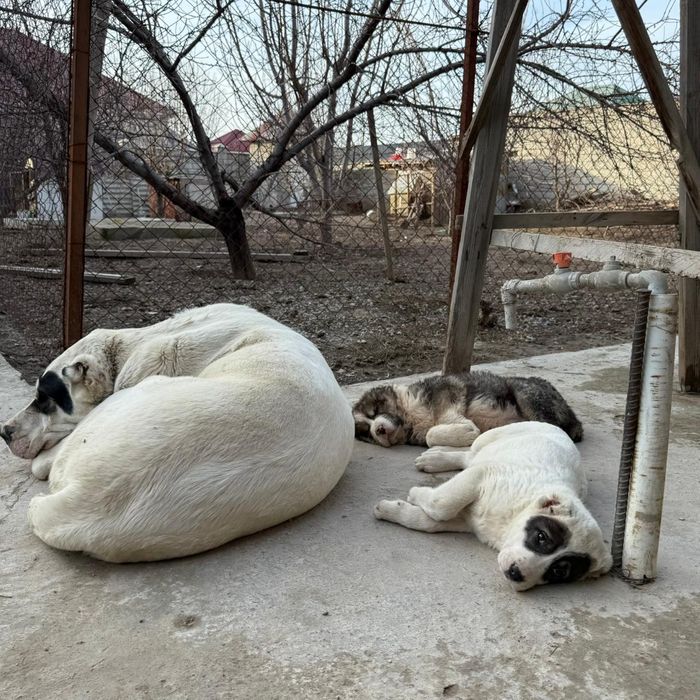 Алабай күшіктер сатылады САО