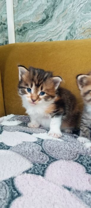 Мейн Кун папа котята