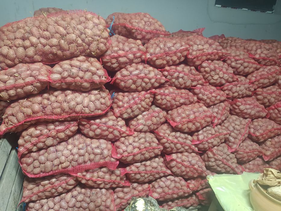 Sămânța de cartofi