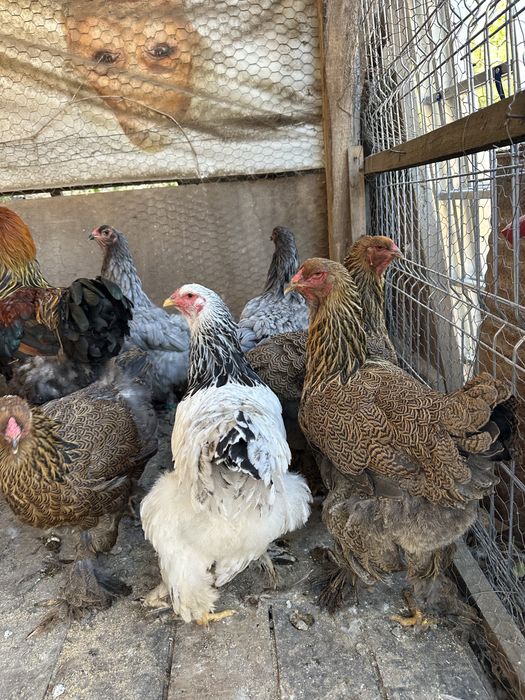 Disponibile pasari brahma