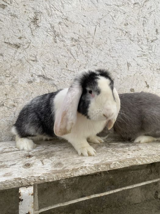 Velekan gibrt quyonlar