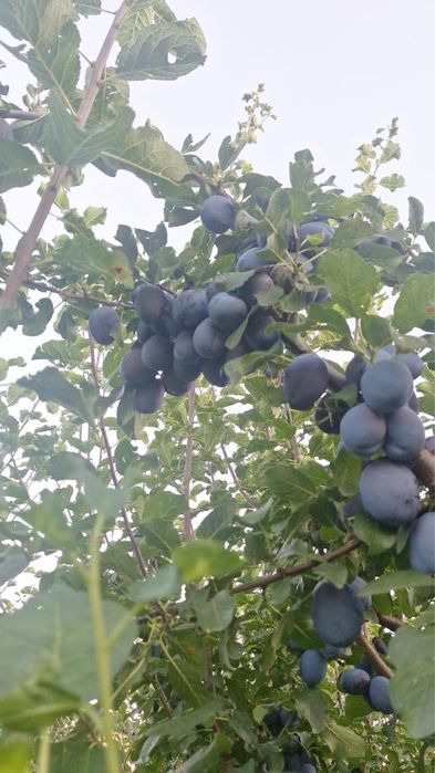 Prune consum.