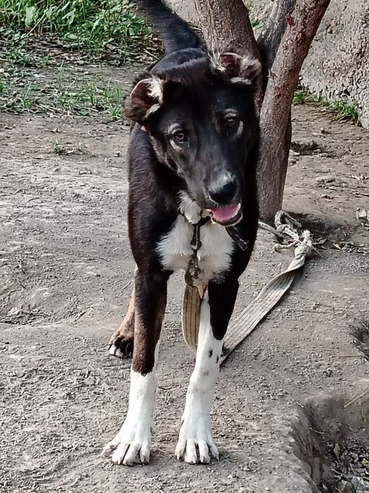 Bo'ri bosar sotiladi