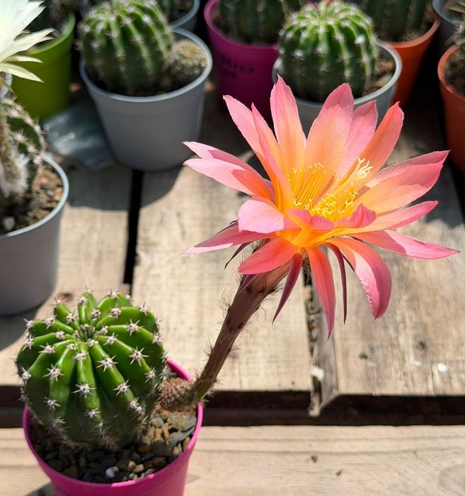 Цъфтящи кактуси вид Echinopsis Hybrid Ombre преливащи се цветове розов оранжев жълт цъфтеж рядък вид растение