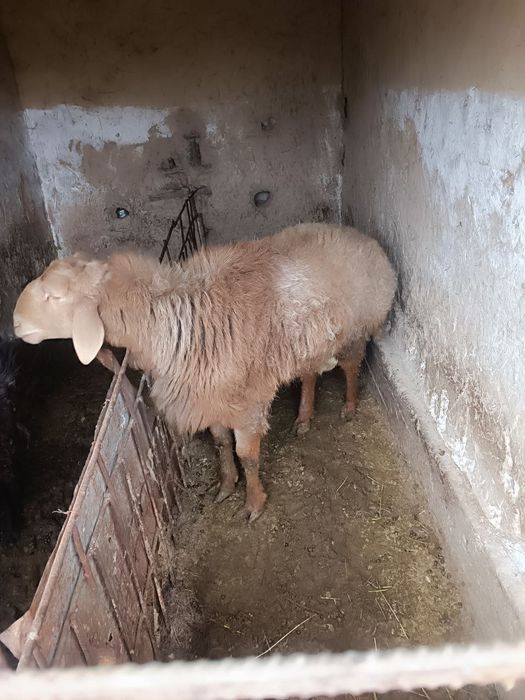 BoqilganQoʻchqor sotiladi 3 bosh