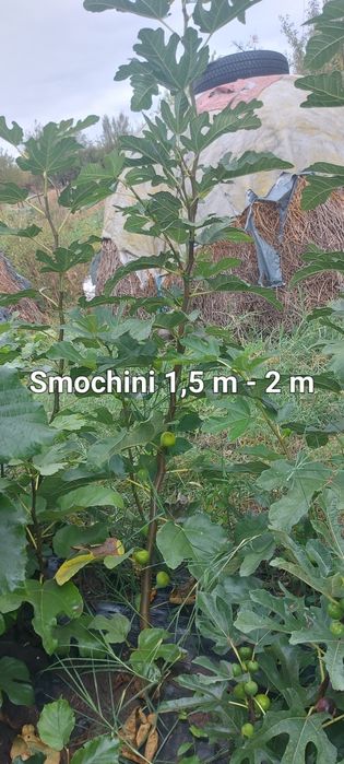 Smochini la ghiveci diferite soiuri