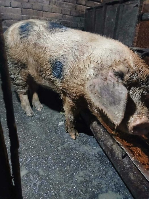 Мъжко нескопено прасе