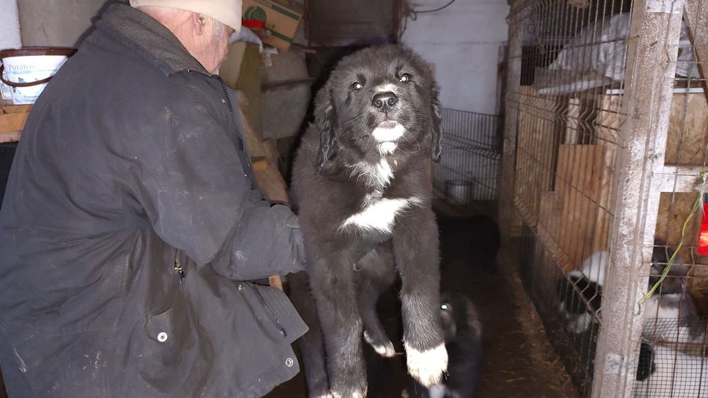 Cautam stapani iubitori