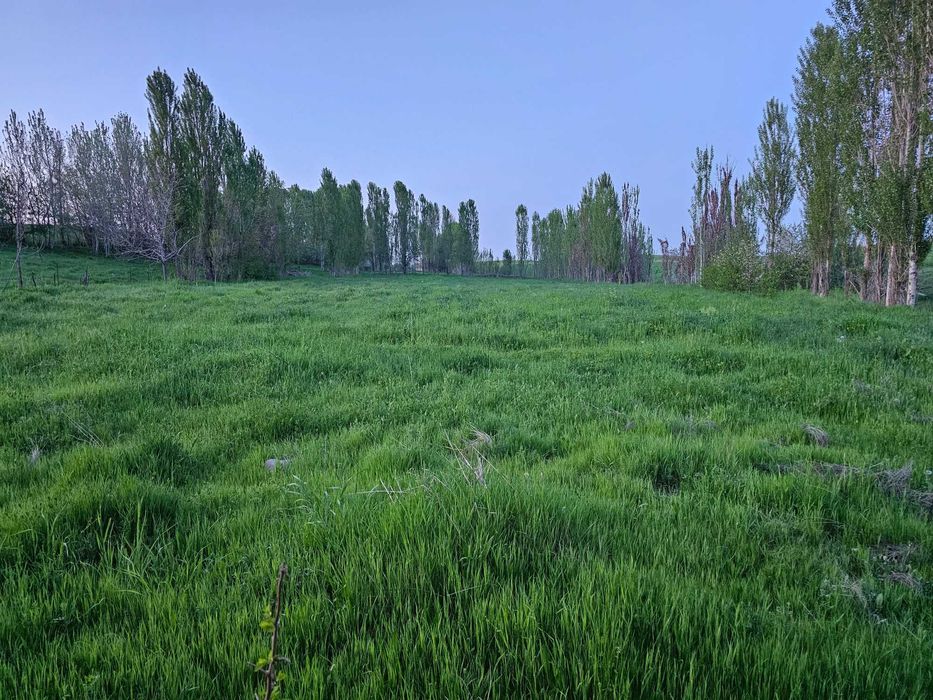 Продается дом с большим участком 45 соток в поселке Курсой