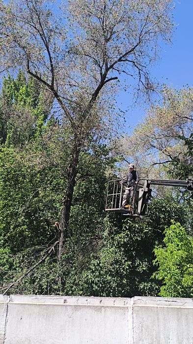 Спил деревевь и обрезка
