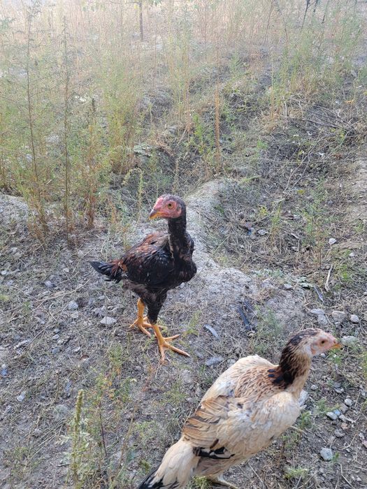 Дакан жужалар 4 ойлик