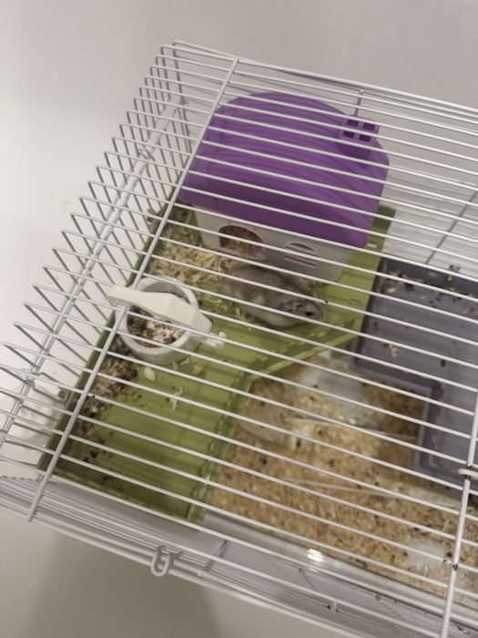 Хомяки с клеткой, наполнителем и едой