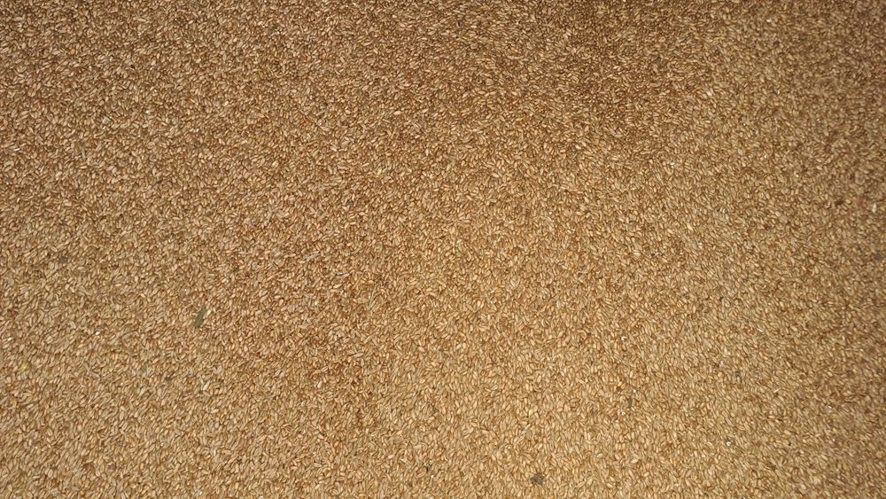 Vand grau, porumb, floare, soia