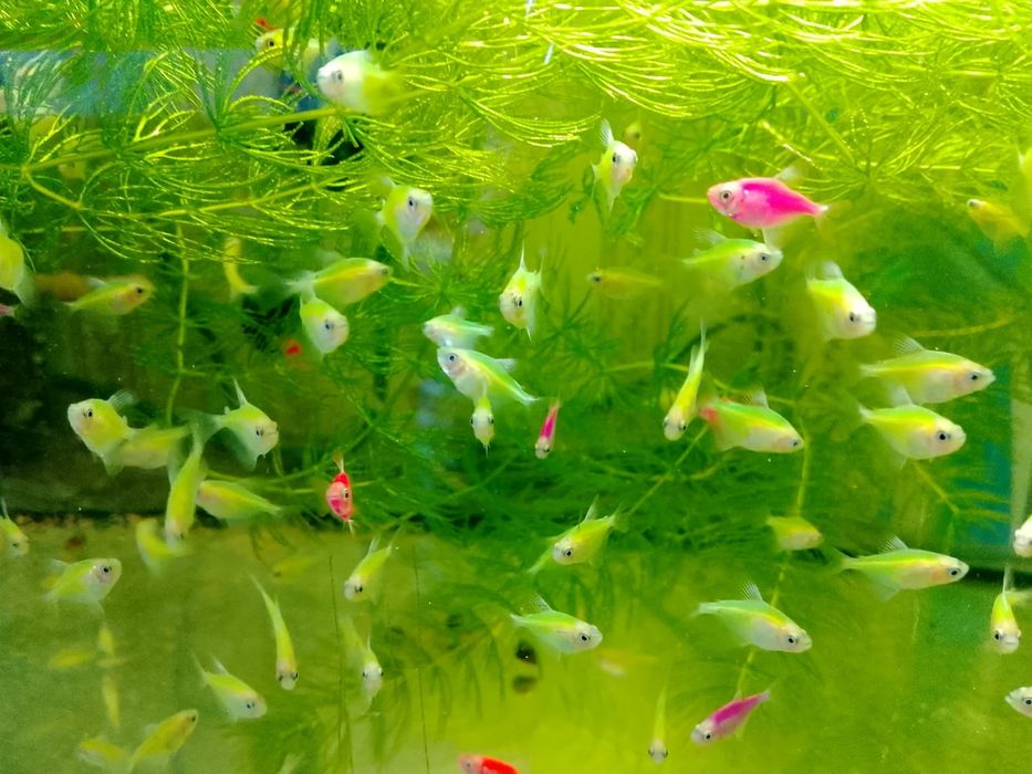 Продам тернеции.