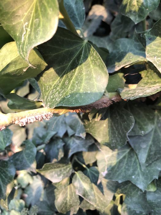 Черенки садового плюща "хедера"