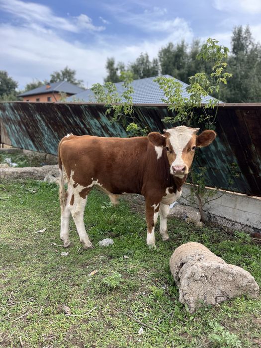 Бычок 6 месяцев продаёться