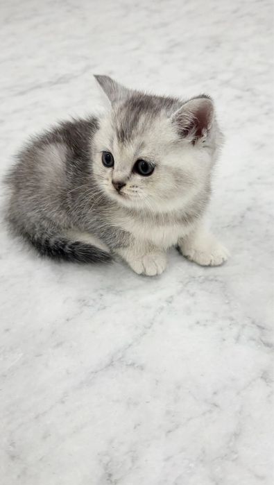 Шотландские котята шиншиллы