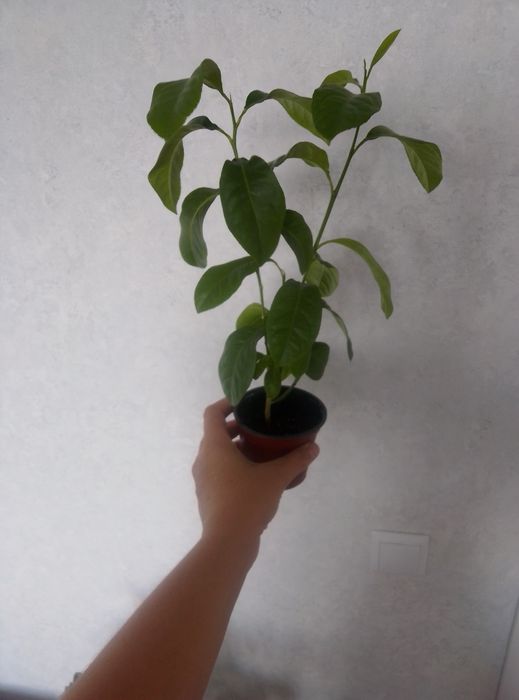 Продам дерево Лимона