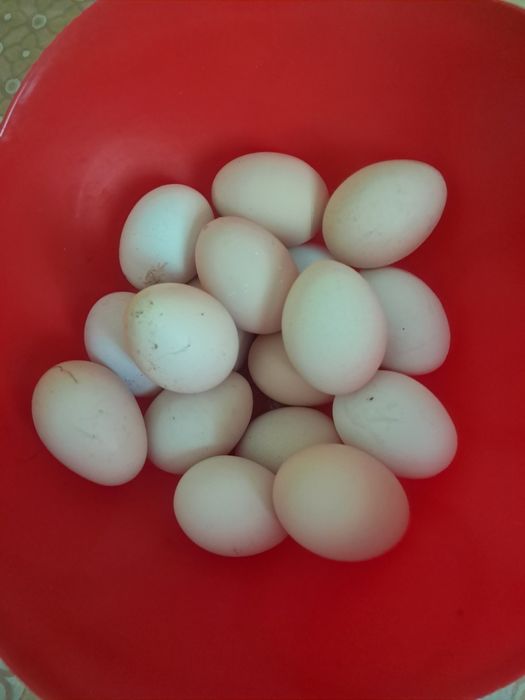 Продам яйцо домашнее