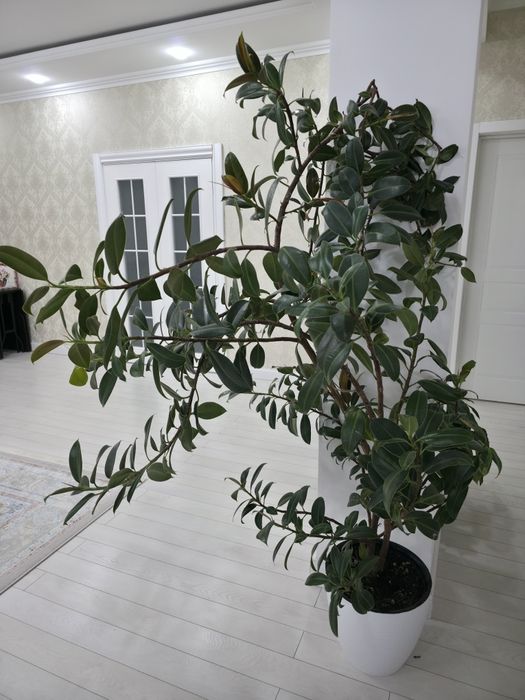 Продам цветы Фикус срочна