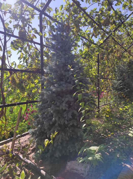 Елка сатылады бағасын келесемыз срочно