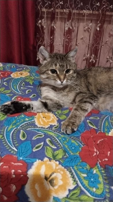 Отдаём кошку в добрые руки