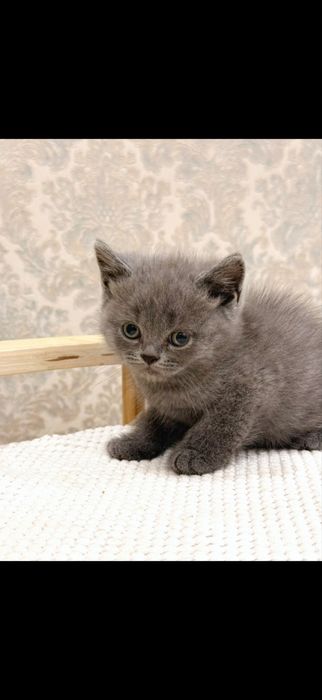 Britanskiy kotyata premium klass