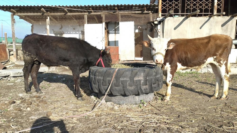 Бычки годовалые.