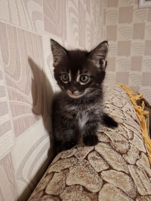 Отдам котят, Турксибский район