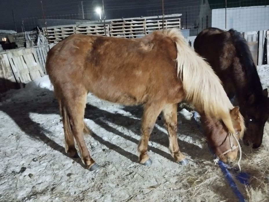 Ассалаумалейкум байтал сатылады