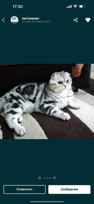 КоТикИ ШотЛанДскиЕ