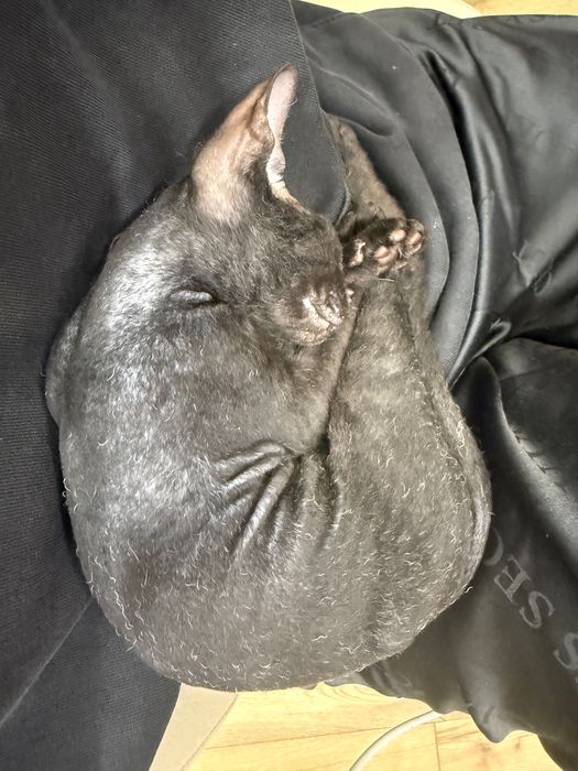 Срочно! Донской сфинкс, котёнок, девочка.