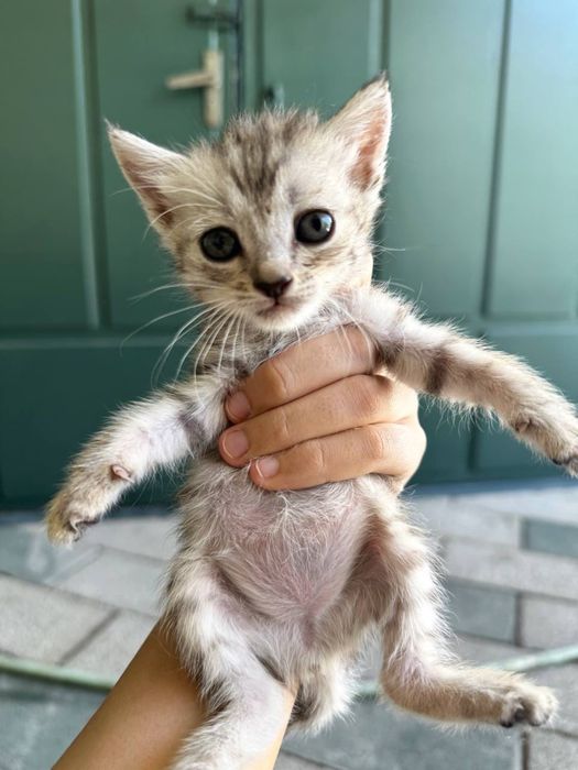 Котята на хорошие руки( хадияга мушук)
