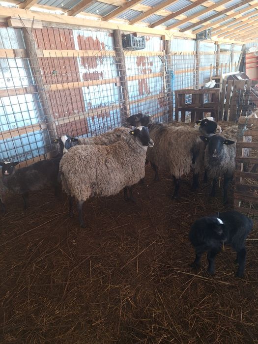 Oi si mielute  Romanov