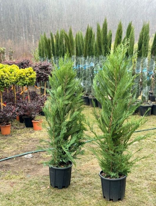 Leylandii 1.5m - 2m gard viu, calitate premium, super oferta!
