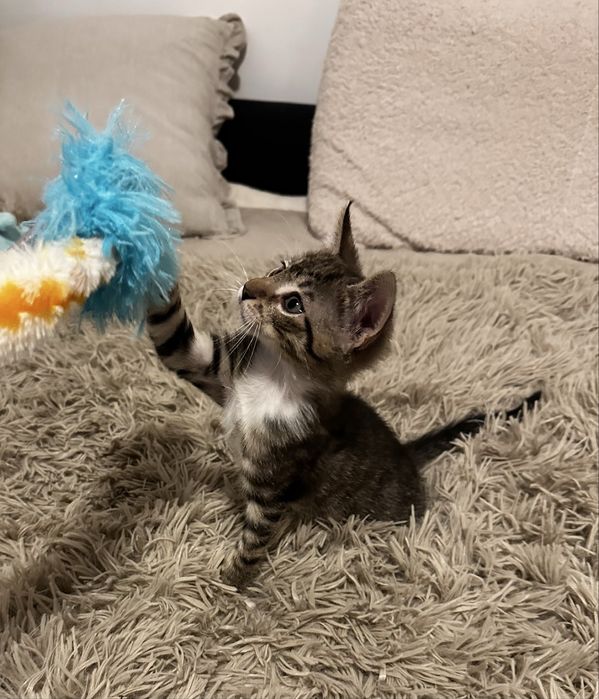 Pisoi tigrati pentru adoptie