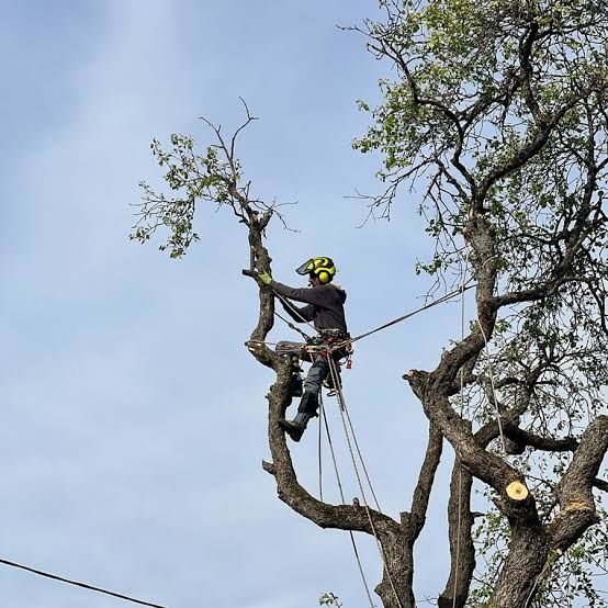 Taiere toaletare copaci cu alpinisti profesioniști oriunde cu plăcere