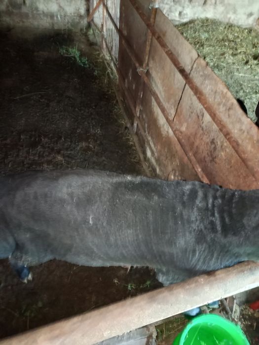 Баран может хорошей цене