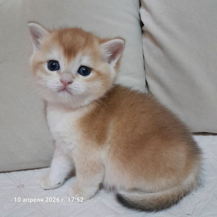 Мальчик золотая шиншилла окрас NY12