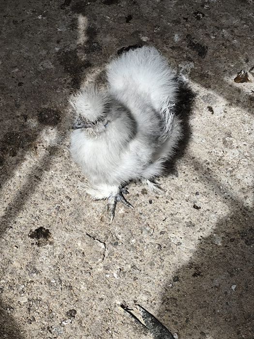Cocos japonez proveniență IT