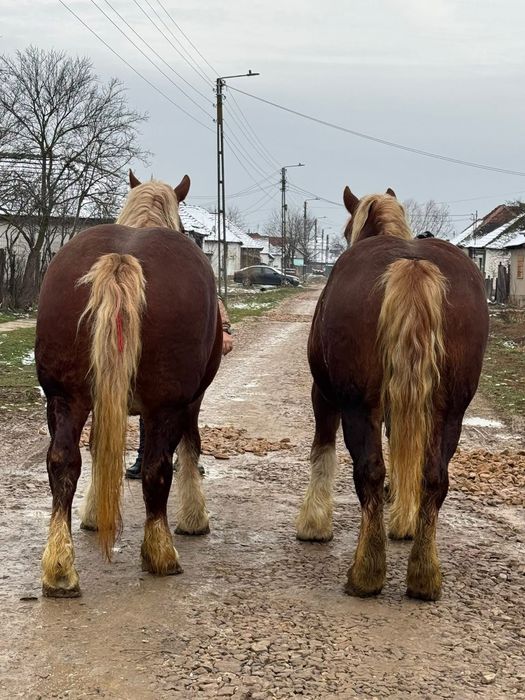 O pereche de iepe grele blonde