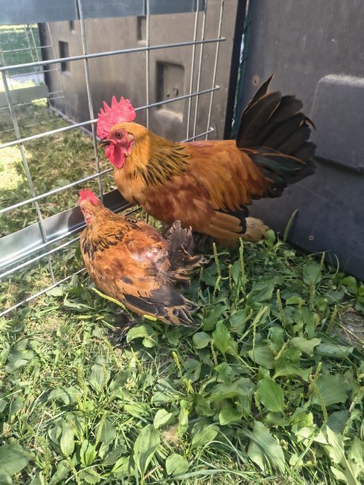Vând doi cocoși pitici
