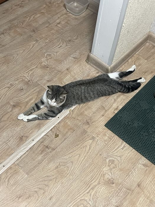 Отдаем кошечку в добрые руки