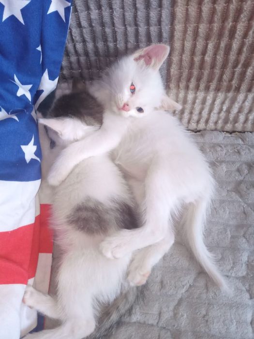 Отдам одного белого котенка