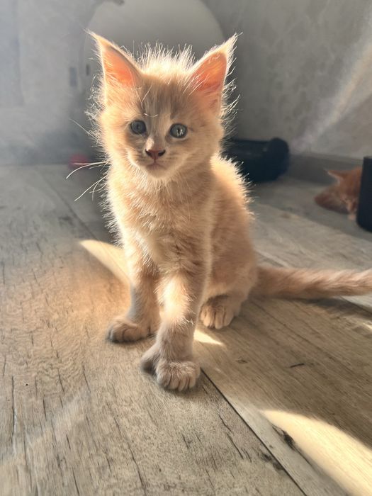 Мейн Кун котята рыжие