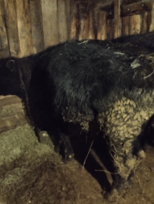 Продам быков годовалые