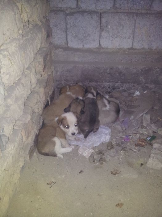 кучук болачалари угил бола