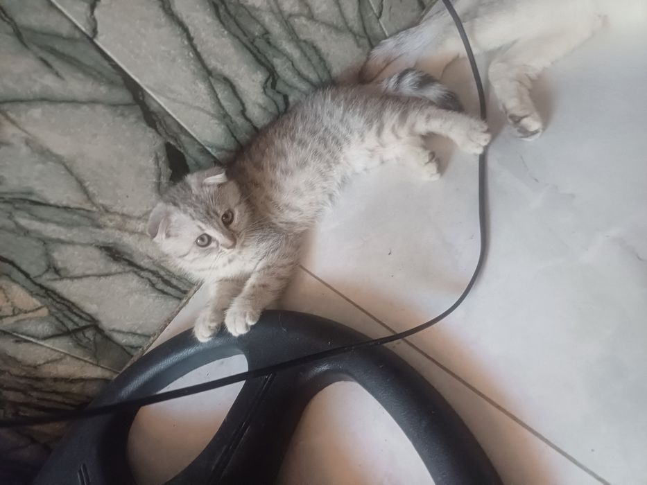 Продаются Котята