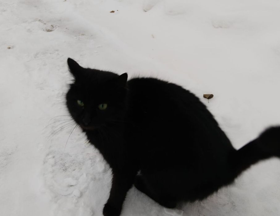 Отдам кошку в добрые руки